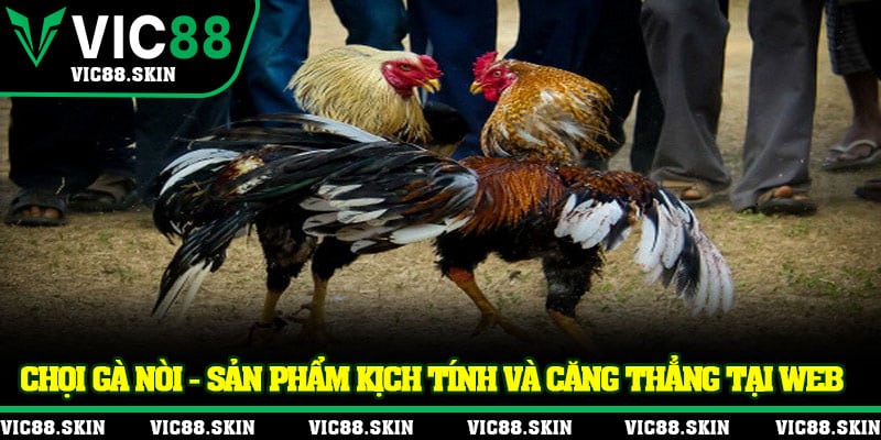 Chọi gà nòi - Sản phẩm kịch tính và căng thẳng tại web